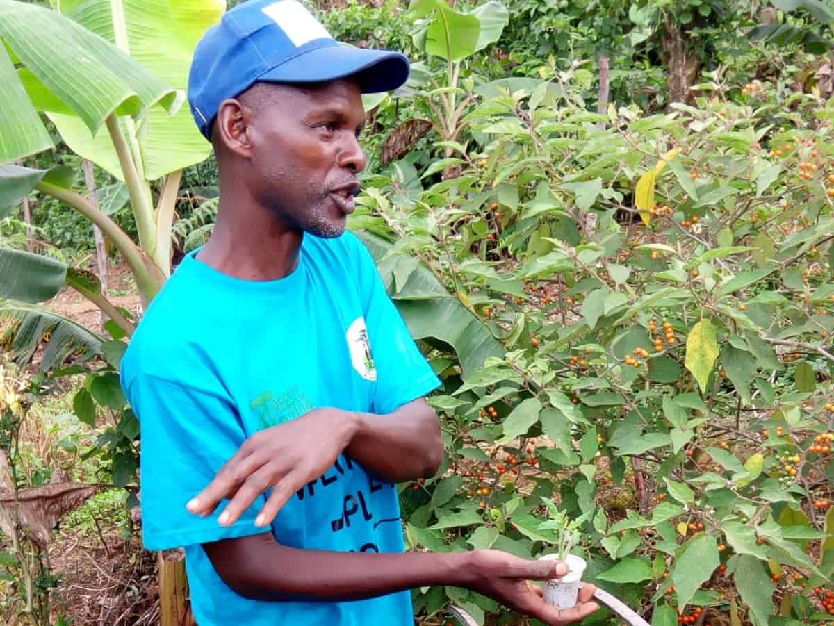 Small-holder Farmer with Entrepreneurial Mindset Embraces Forest Garden Practices in Bakassa, Haut-Nkam Division
