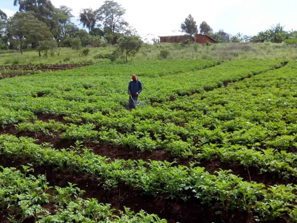 Market Gardening: Target for Crime and Insecurity in Mt. Bamboutos Areas