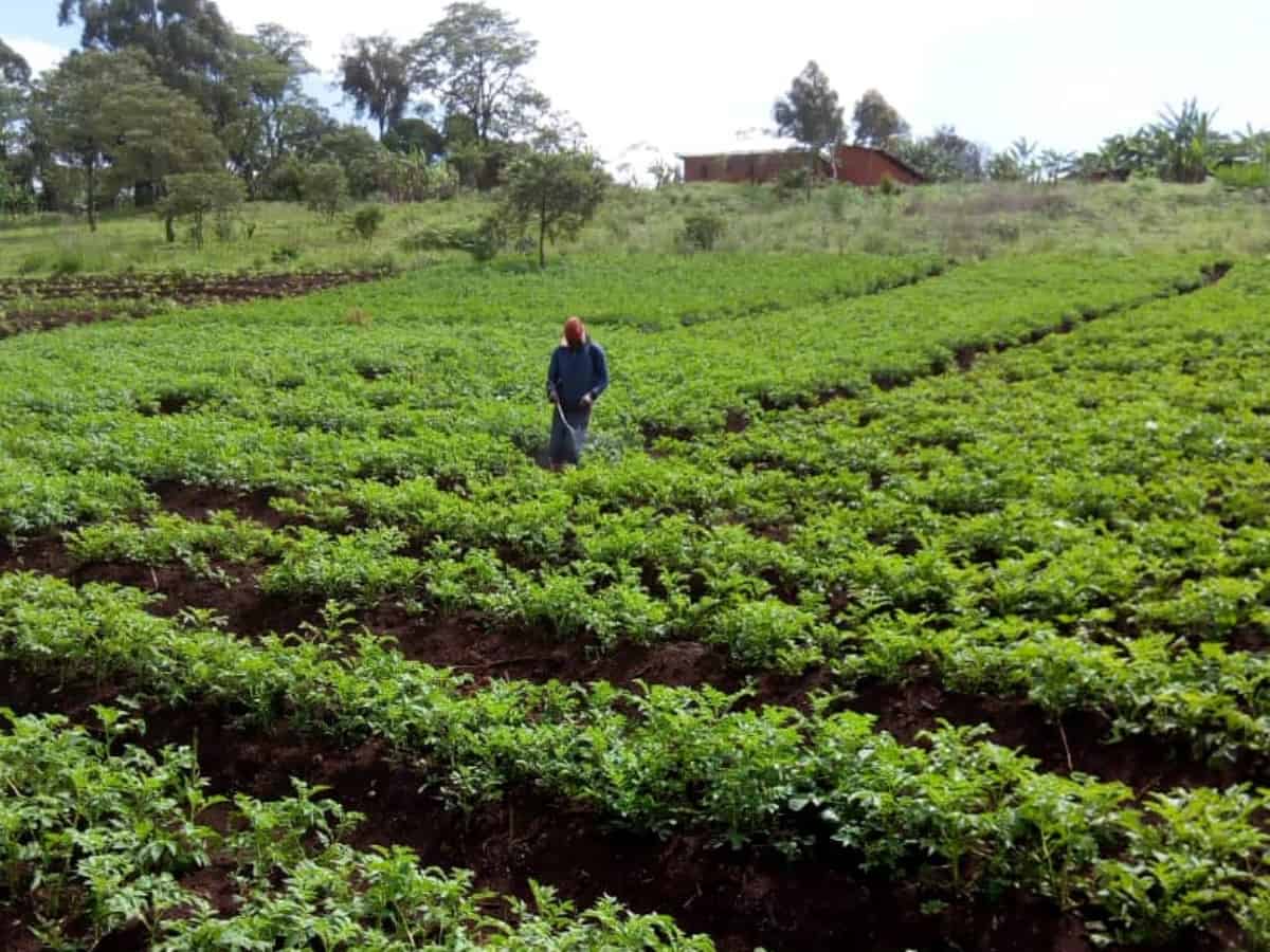 Promoting sustainable Agriculture through Forest Gardening