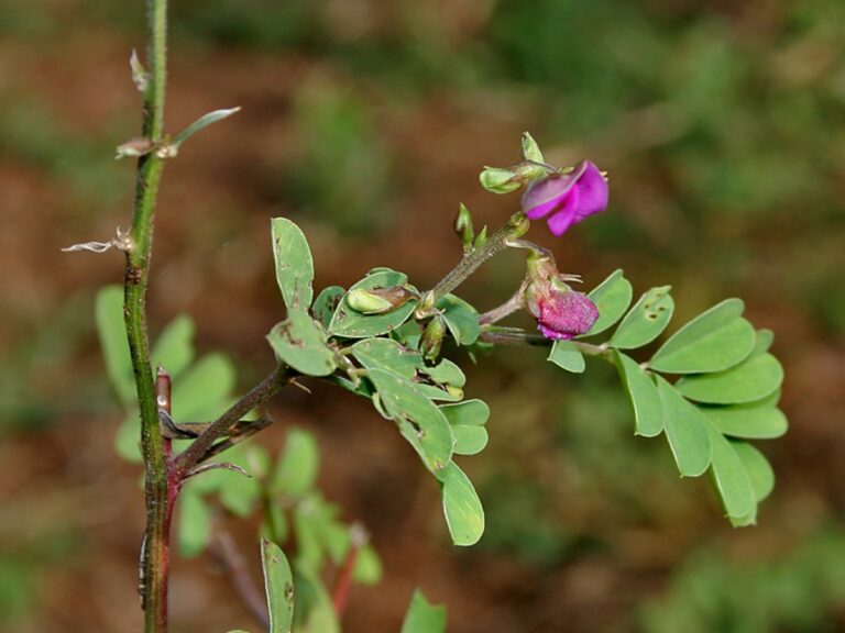 Tephrosia Used as a Local Crop Treatment (insecticide) Component in Bakassa Village, Haut-Nkam Division