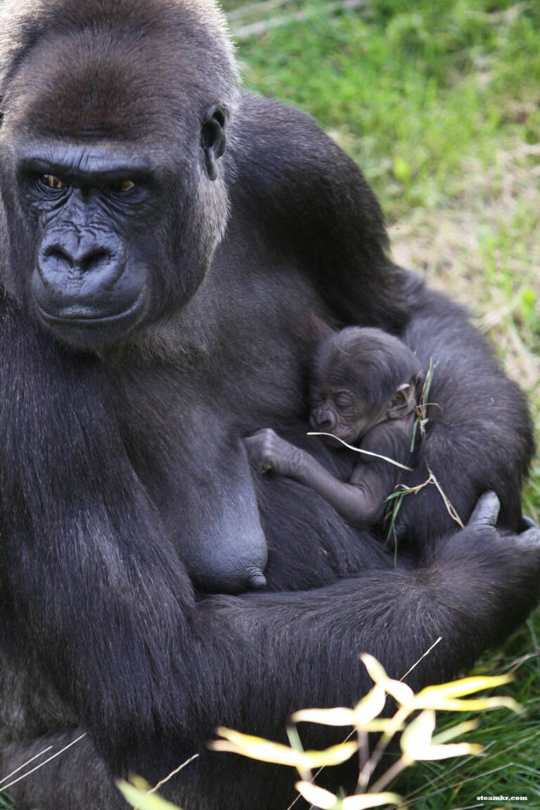 Time to save the remaining Cross River Gorillas in the Lebialem Highlands