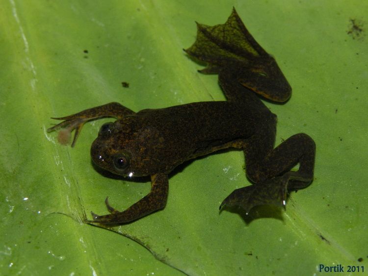 Lake Oku: Home to the endemic clawed frog (Xenopus longipes)