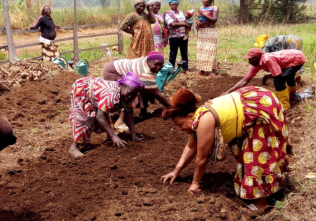 Training of farmers on nursery establishment on Mount Bamboutos landscape