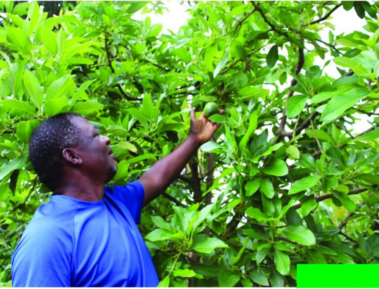 How Forest Gardens in Cameroon are sustained despite covid-19 threat