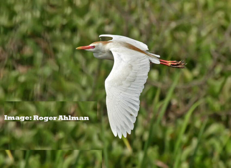 “Birds connect our world” ERuDeF celebrates the world Migratory Bird Day