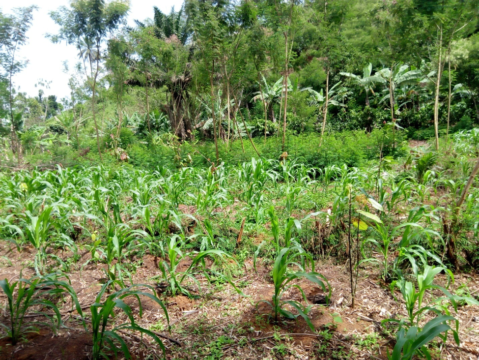 How Agroforestry is Alleviating Poverty in Haut-Nkam