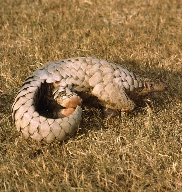 Despite Conservation Efforts, Pangolins  Boom Bush Meat Markets