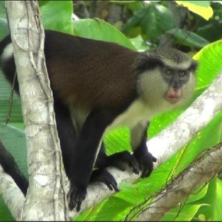 Image result for PICTURE OF mona monkey