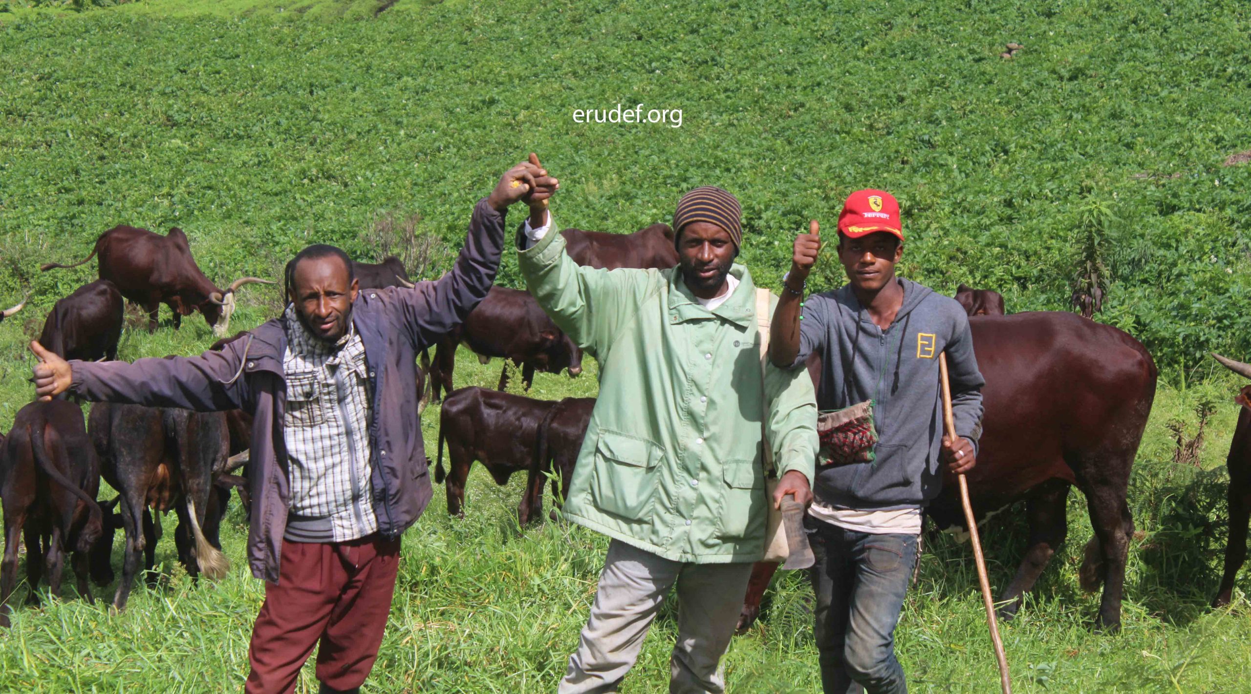 Discover how pastoralists are highly involved in the Mount Bamboutos Initiative