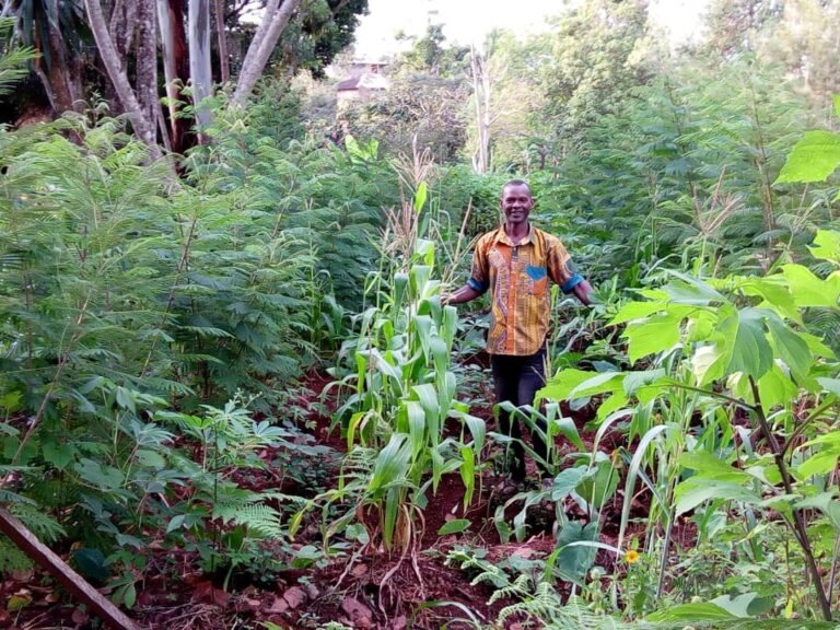 Acacia tree, Secret To Improved Soil Fertility And Optimum Production