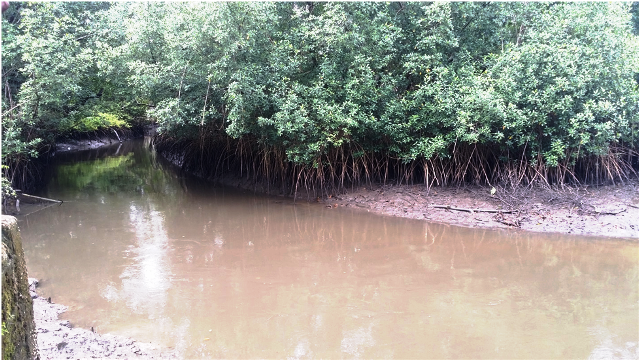 Why Cameroon’s Bakassi Mangroves need urgent conservation action