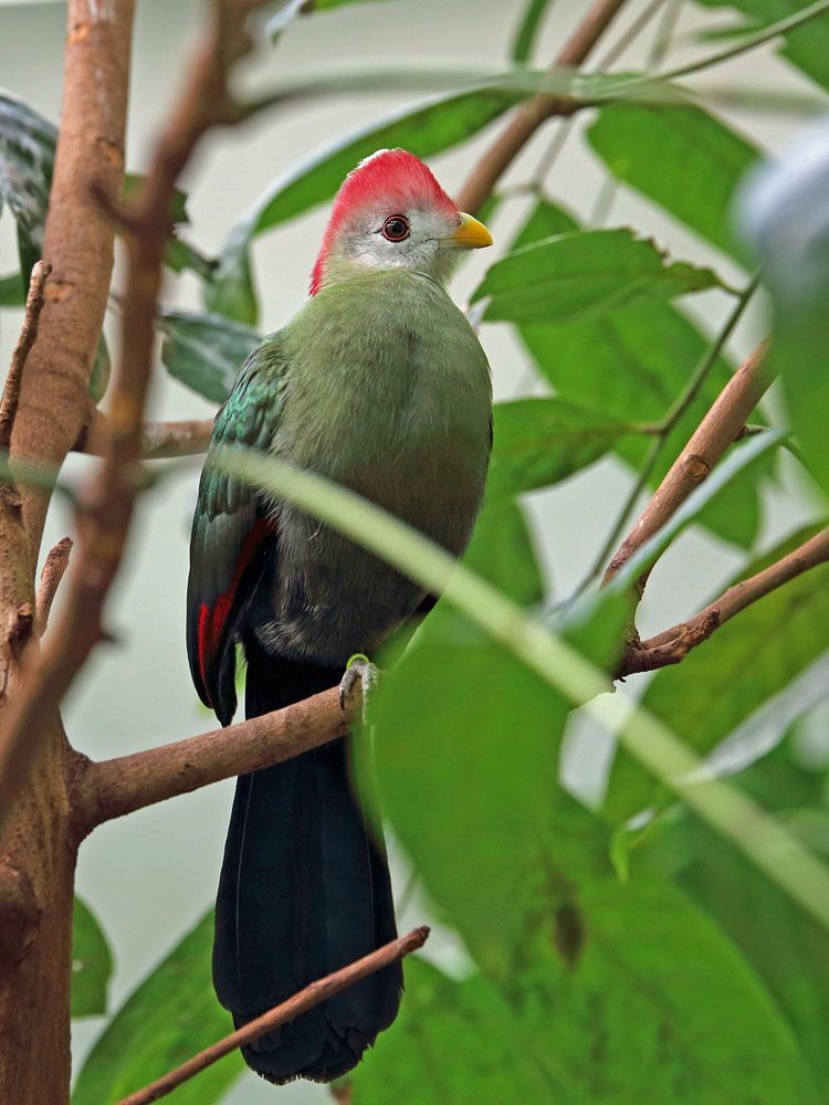 Cameroon’s Endemic Bannerman’s Turaco population in steady Decline