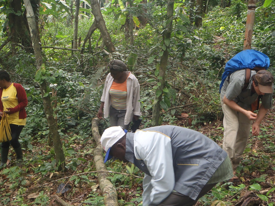 Microberlinia bisulcata Project in the Mokoko Forest Reserve & Mt. Cameroon