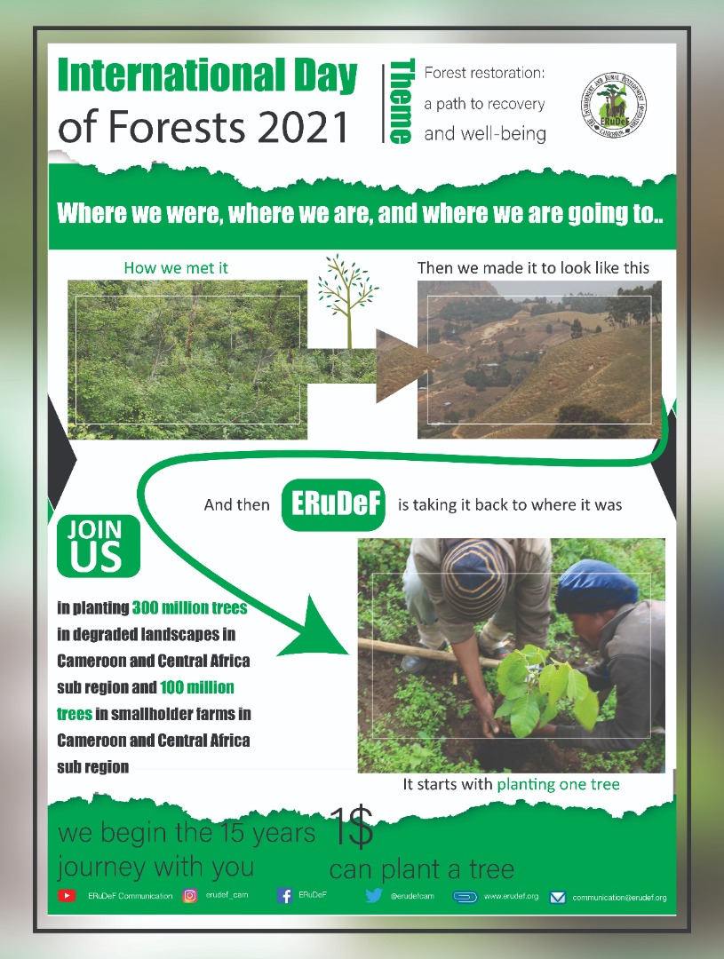 International Day of Forests 2021: time to rethink and redress our relationship with the forest