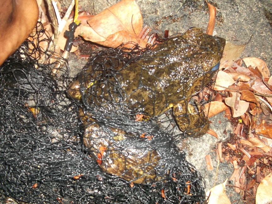 Saving The Largest Frog On Earth