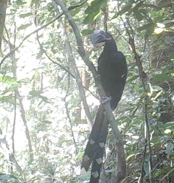 New bird species Discovered in the Tofala Hills Wildlife Sanctuary