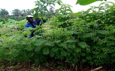 Discover how ERuDef is changing the lives of smallholder farmers in Western Cameroon through Forest Garden