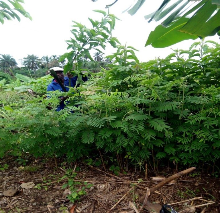 Discover how ERuDef is changing the lives of smallholder farmers in Western Cameroon through Forest Garden