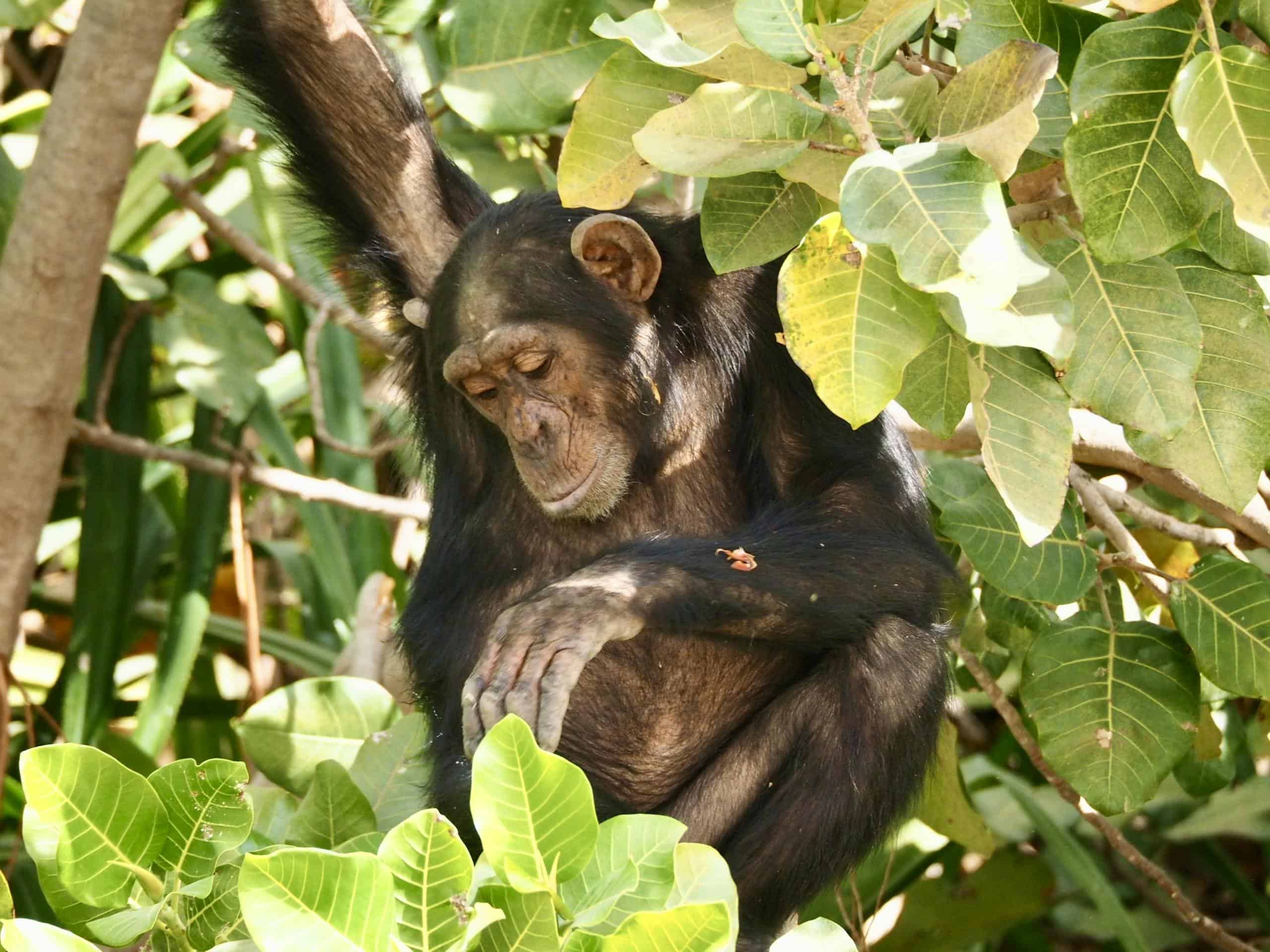 Monkey Among Shrubs